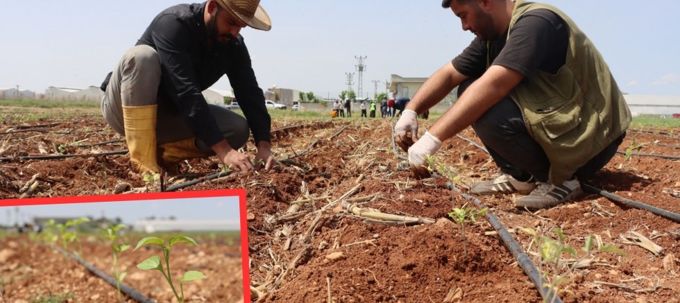 Büyükşehir’den Tarıma Destek: Ata Tohumları Ekildi
