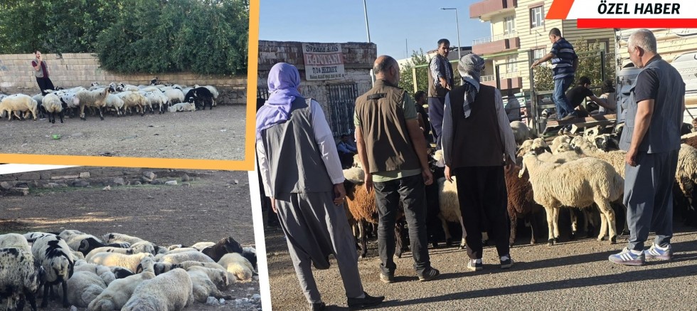 Hayvan Pazarı Kapanınca, Satıcılar Mahalle Aralarına Taşındı !
