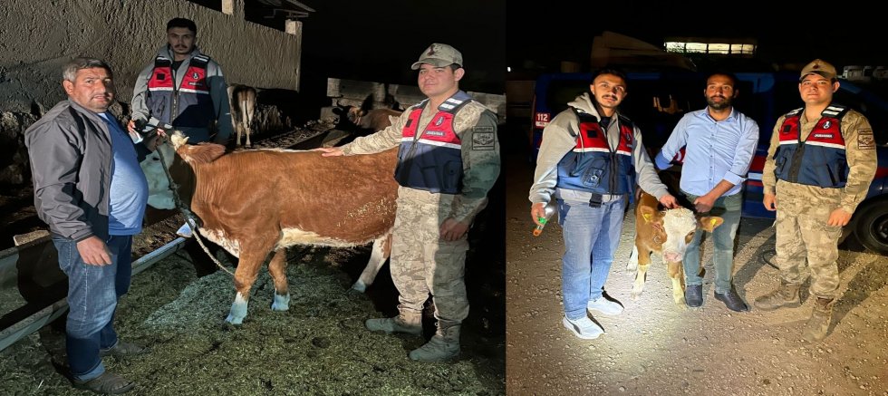 Şanlıurfa’da Hayvan Hırsızına Jandarma Darbesi