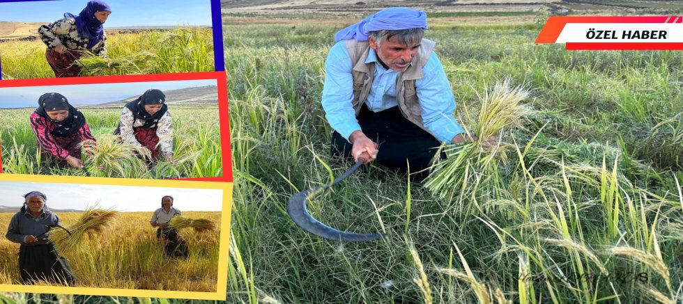 Siverekli Prof. Emre, Karacadağ Pirinci’nin Tarihsel Yolculuğunu Kitaplaştırdı