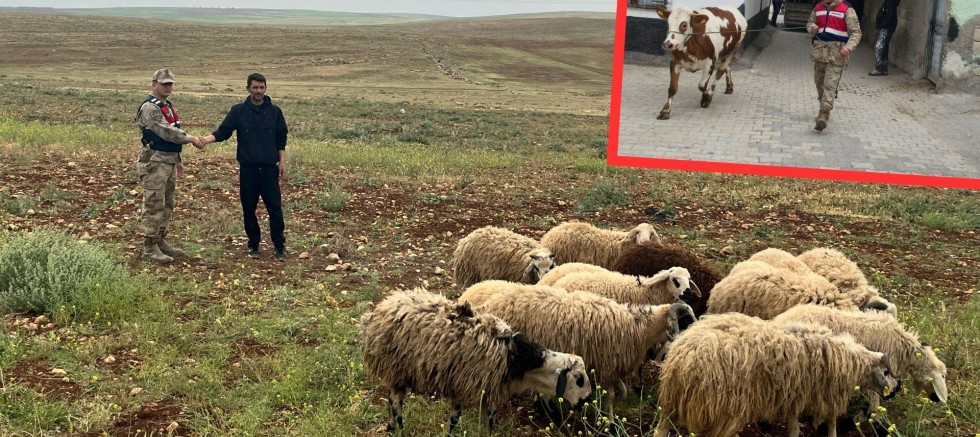 Şanlıurfa'da kayıp hayvanlar kısa sürede bulundu