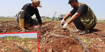 Büyükşehir’den Tarıma Destek: Ata Tohumları Ekildi