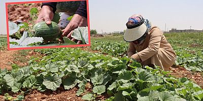 Büyükşehir, İlk Ata Tohumu Hasadını Gerçekleştirdi