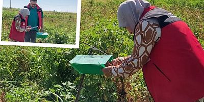Haliliye’de Domates Güvesiyle Mücadele Çalışmaları