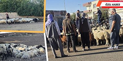 Hayvan Pazarı Kapanınca, Satıcılar Mahalle Aralarına Taşındı !