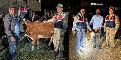 Şanlıurfa’da Hayvan Hırsızına Jandarma Darbesi