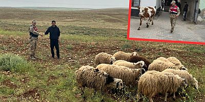 Şanlıurfa'da kayıp hayvanlar kısa sürede bulundu