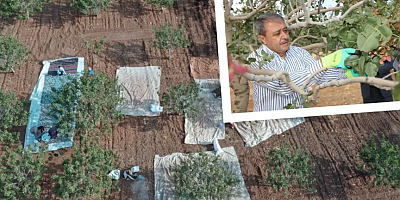 Şanlıurfa Valiliğinden Fıstık Hasadı için sıkı güvenlik tedbirleri!