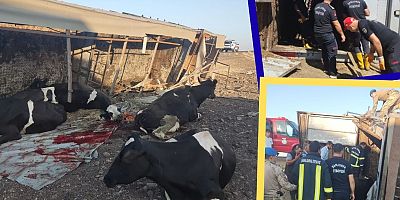 Siverek’te Büyükbaş Hayvan Yüklü Tır Devrildi: Sürücü Yaralandı, Hayvanlar Telef Oldu