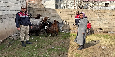 Siverek’te küçükbaş hayvan hırsızları yakalandı 7 Gözaltı