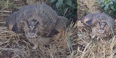 Siverek’te Nesli Tükenme Tehlikesindeki Kulaklı Baykuş Görüntülendi