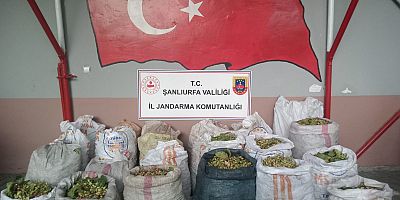 TİGEM’den Fıstık çalan hırsızlar suçüstü yakalandı 