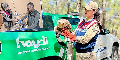  Viranşehir Kırsalında Yaralı Kartal Bulundu