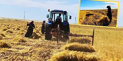 Yağış Olmayınca Mercimek Verimi Düştü